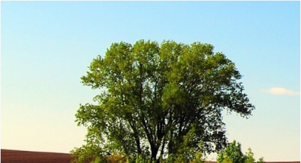 Copy of GREAT TREED LOT ONE MILE FROM DIAMOND LAKE