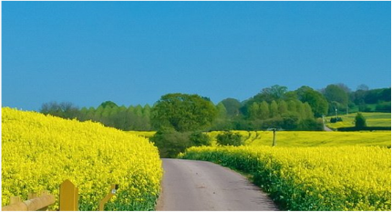 Copy of GREAT TREED LOT ONE MILE FROM DIAMOND LAKE